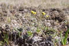 Draba glacialis