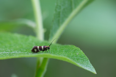 Micropterix aureatella