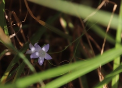Wahlenbergia obovata