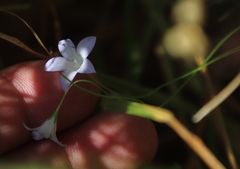 Wahlenbergia obovata