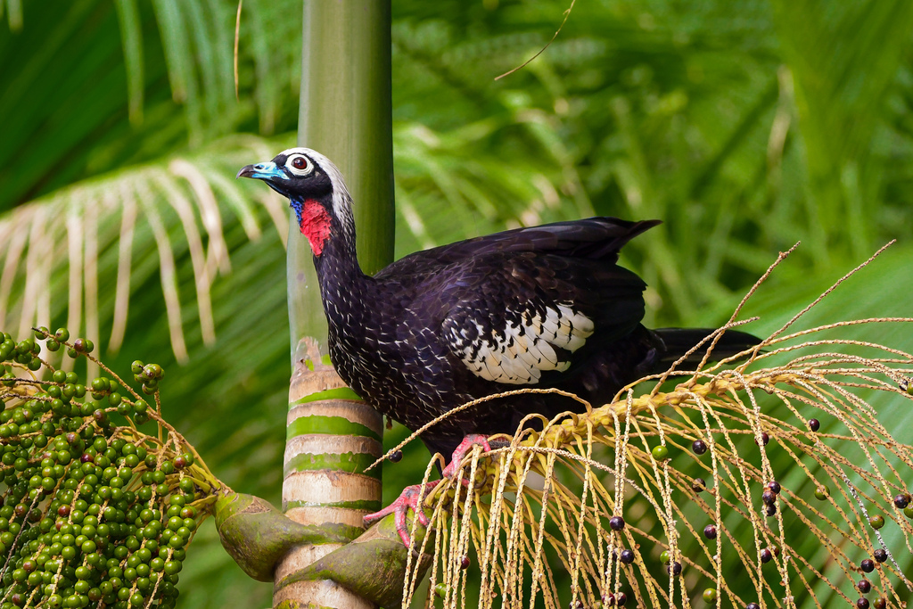 Black-fronted Piping-Guan