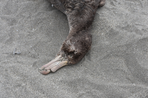 Northern Giant Petrel (Macronectes halli), photo 2