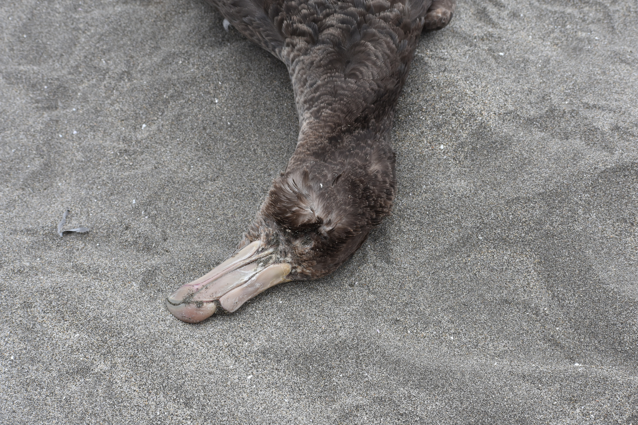 Northern Giant Petrel (Macronectes halli), photo 2