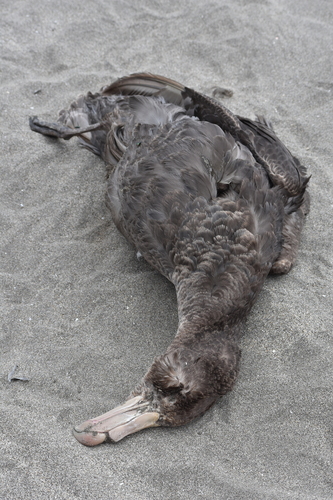 Northern Giant Petrel (Macronectes halli)