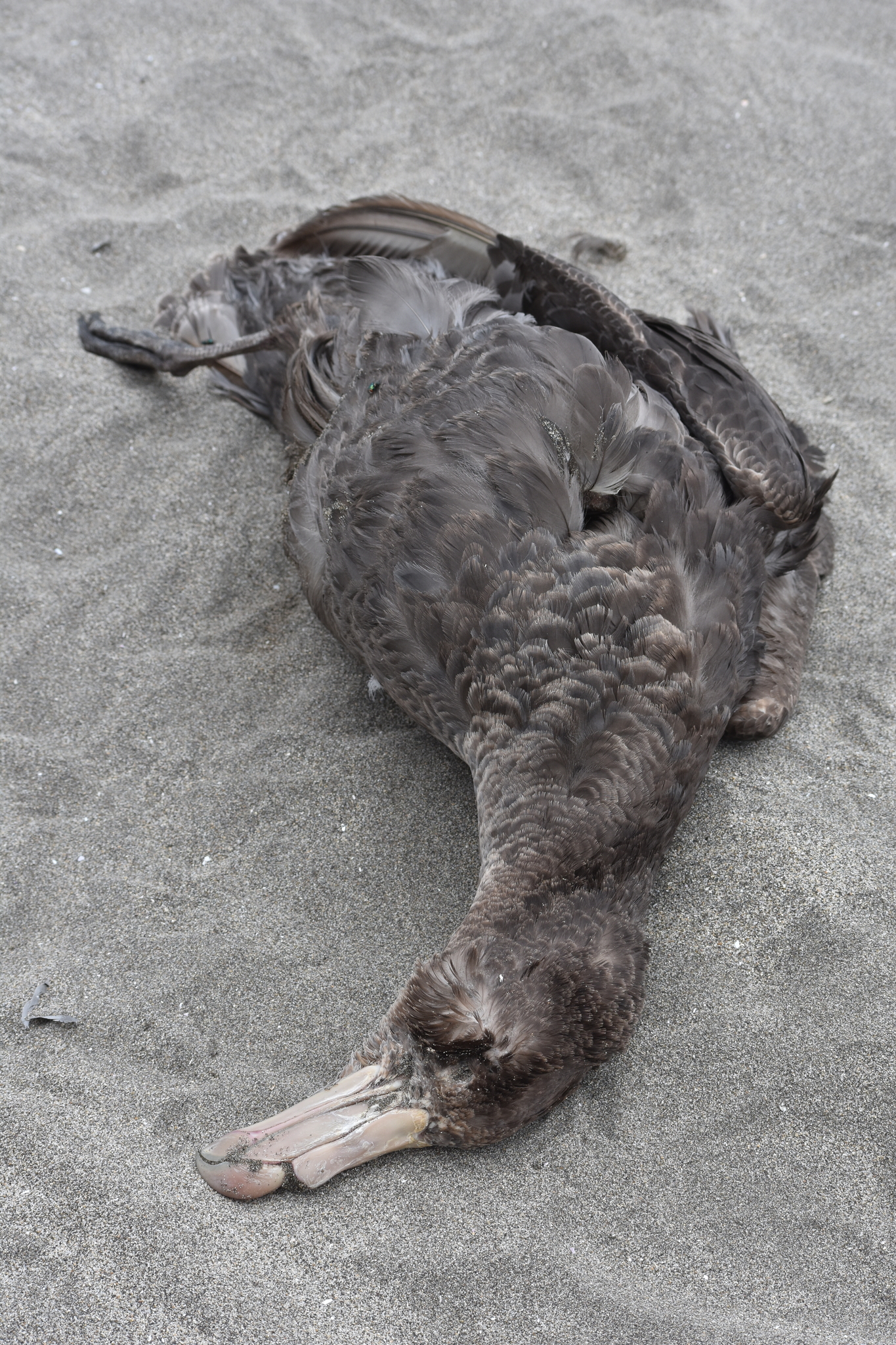 Northern Giant Petrel (Macronectes halli), photo 1