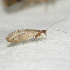 Micromus variolosus