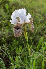 Iris bismarckiana