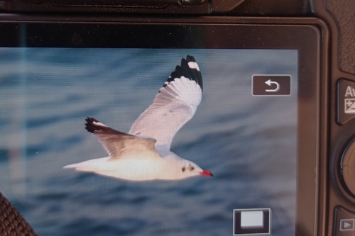 Brown-headed Gull