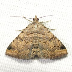 Toxonprucha repentis