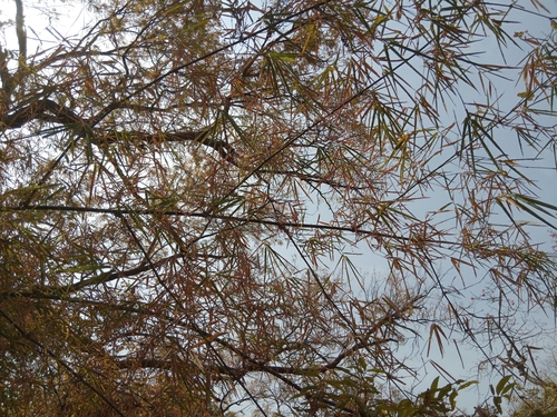 Foto de bambu-abissínio