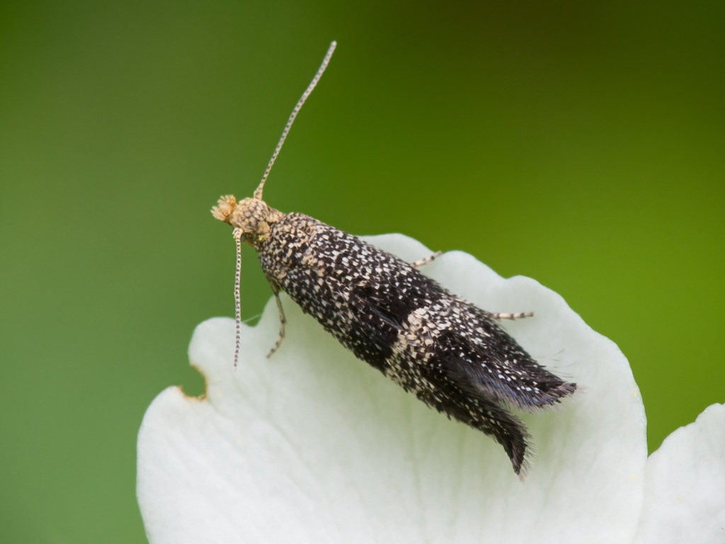 Douglasioidea