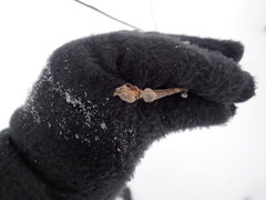 Dasineura serrulatae