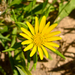 Hirpicium gazanioides - Photo (c) Riana Fourie, some rights reserved (CC BY-NC), uploaded by Riana Fourie