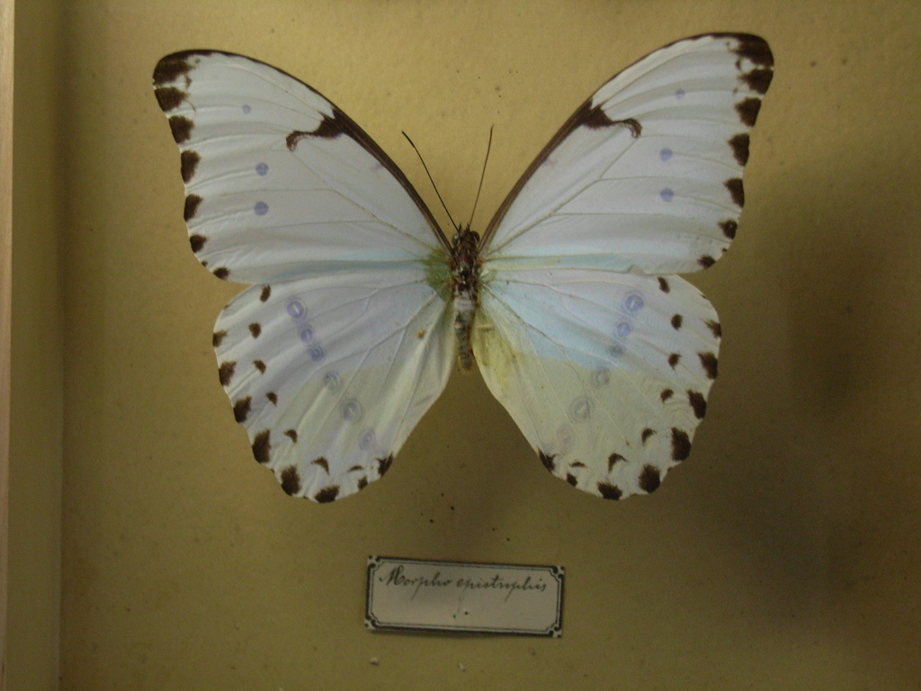 Epistrophus White Morpho