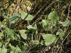 Rumex induratus