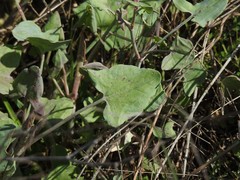 Rumex induratus