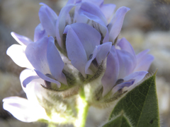 Psoralea thomii
