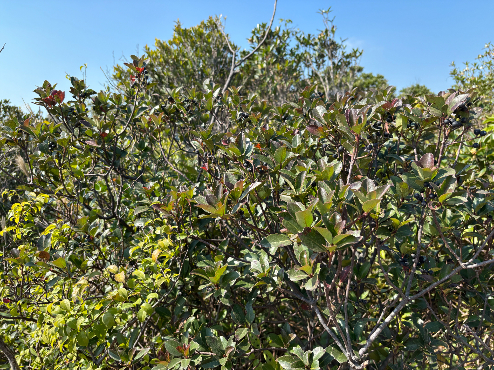 Indian hawthorn