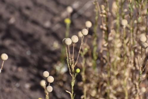 Helenium aromaticum, photograph 4