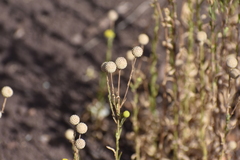 Helenium aromaticum, photograph (c) Sergio Garrido Villa, some rights reserved (CC BY)