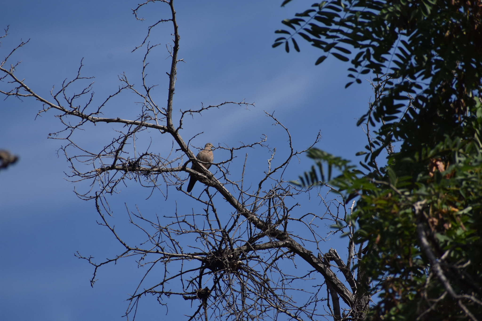 Black-winged Ground Dove (Metriopelia melanoptera), photo 5