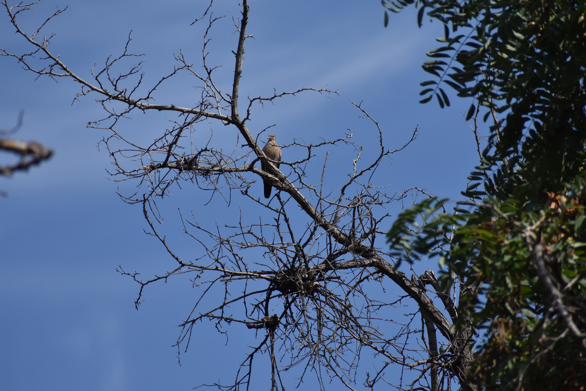 Black-winged Ground Dove (Metriopelia melanoptera), photo 4