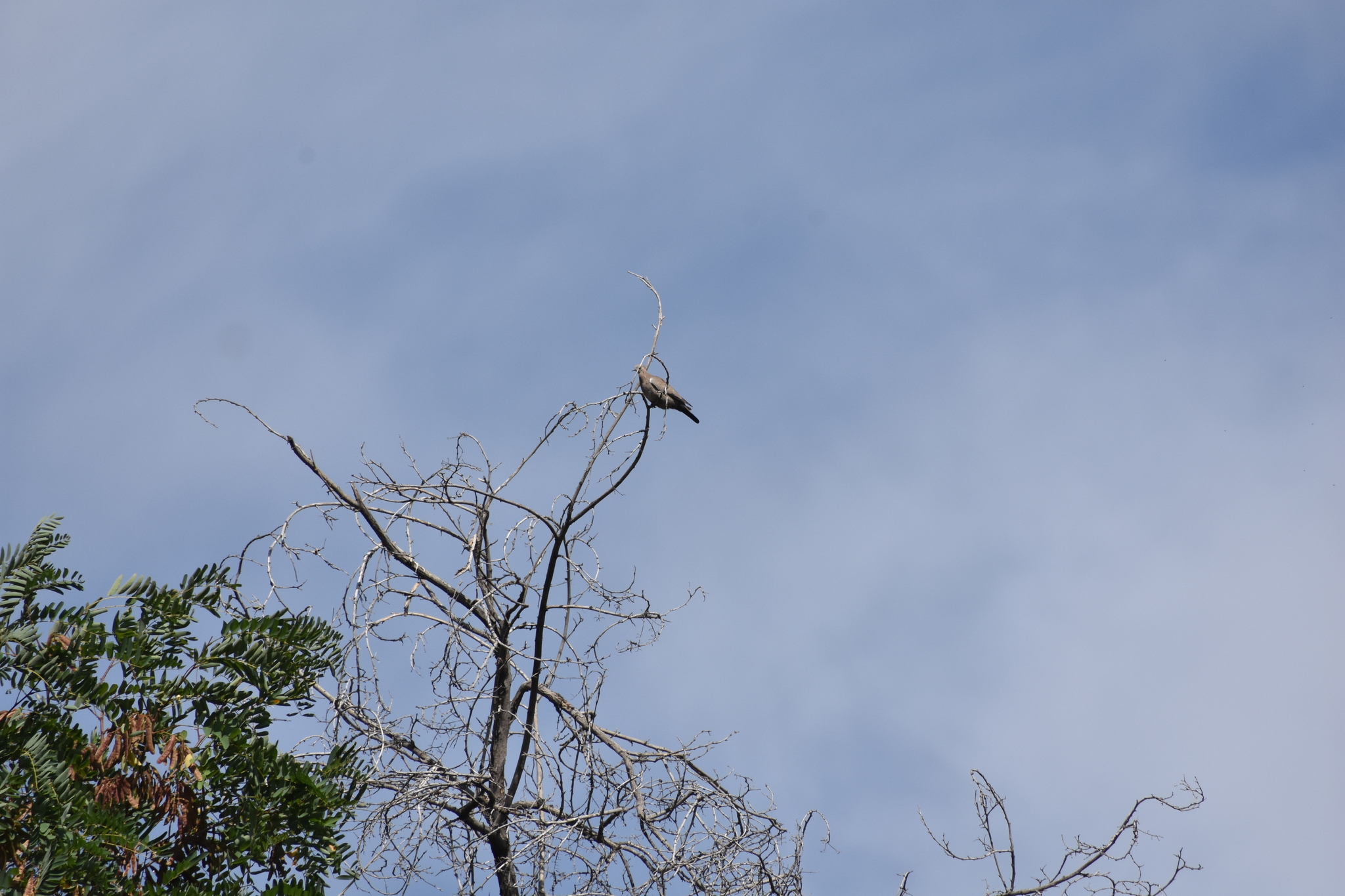 Black-winged Ground Dove (Metriopelia melanoptera), photo 2