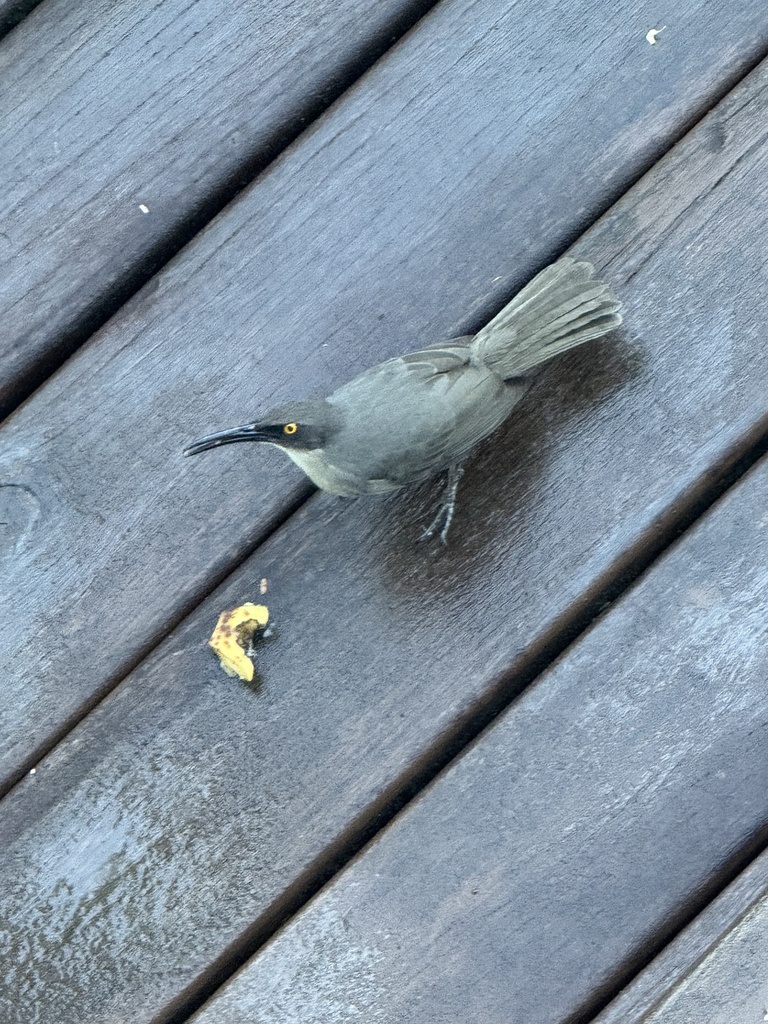 Grey Trembler
