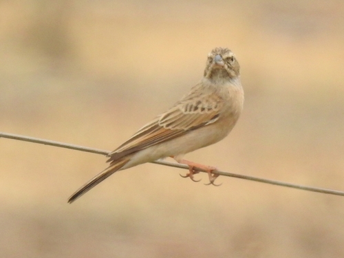 Lark-like Bunting (Emberiza impetuani), photo 10