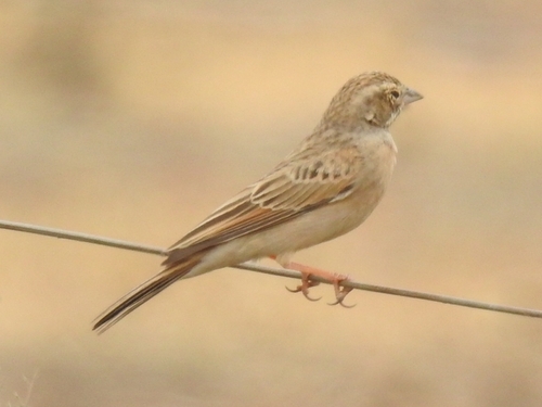 Lark-like Bunting (Emberiza impetuani), photo 9