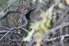 Colaptes atricollis