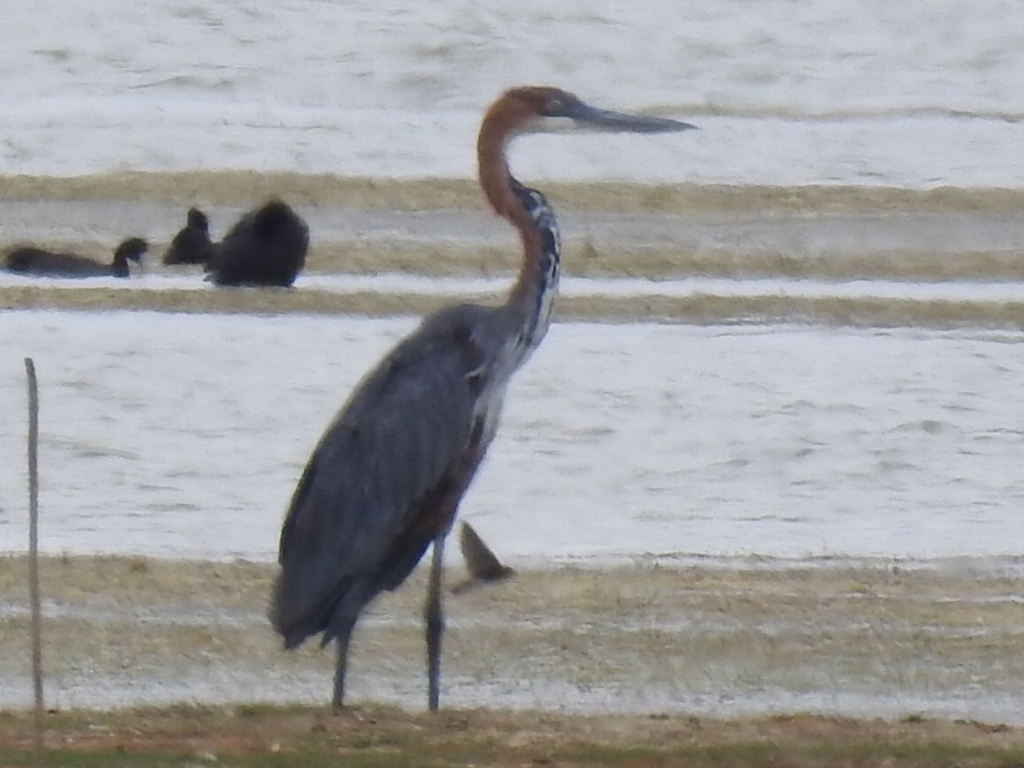 Goliath Heron (Ardea goliath), photo 3