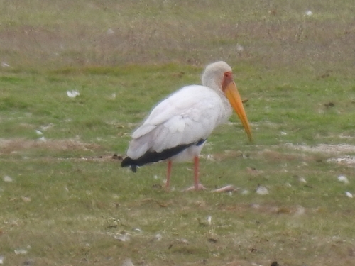 Yellow-billed Stork (Mycteria ibis)