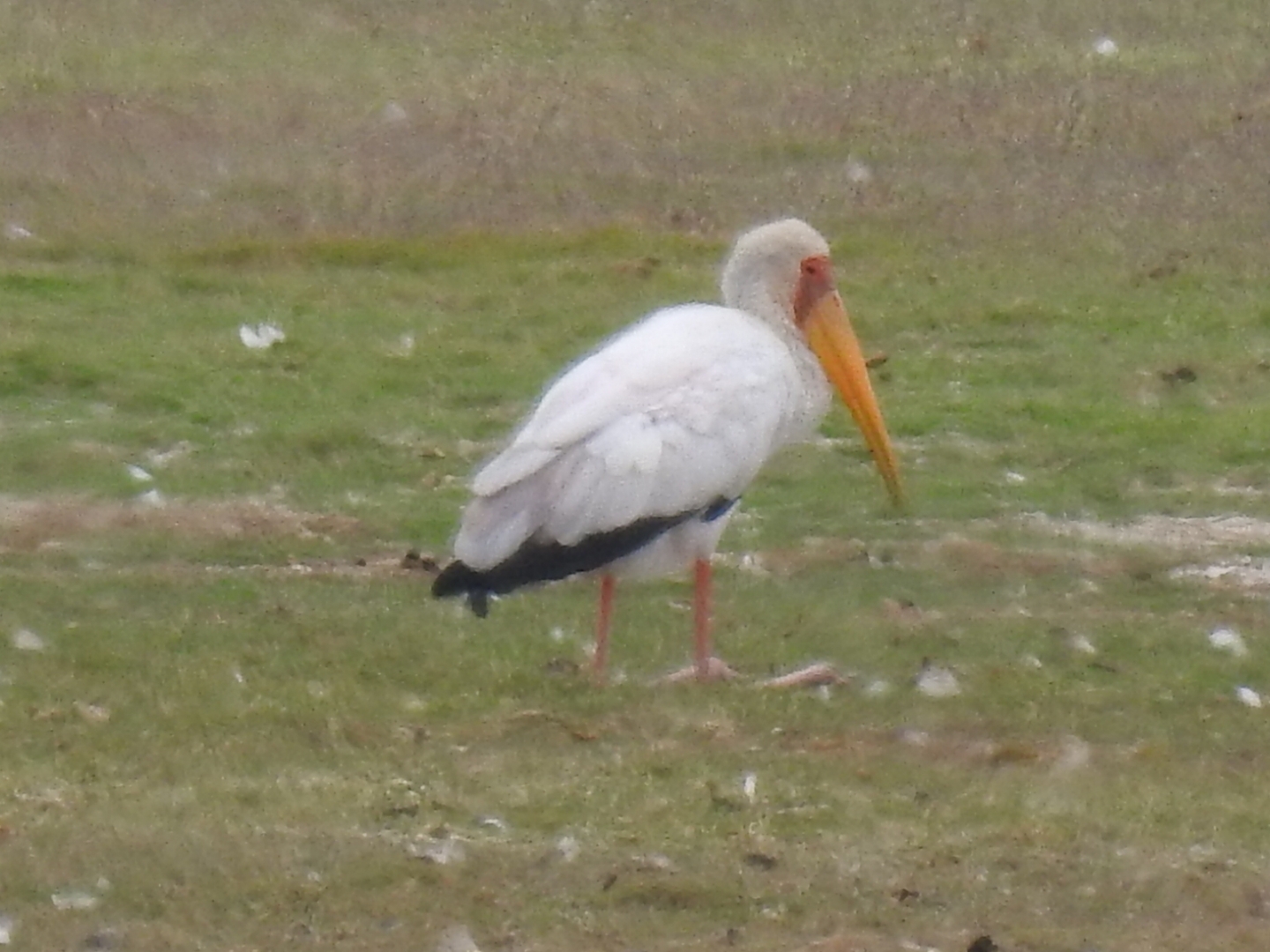 Yellow-billed Stork (Mycteria ibis), photo 1