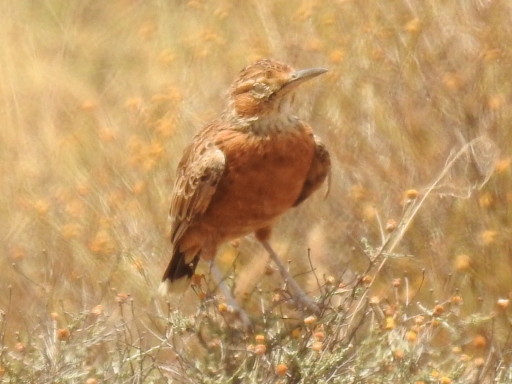 Spike-heeled Lark (Chersomanes albofasciata), photo 1