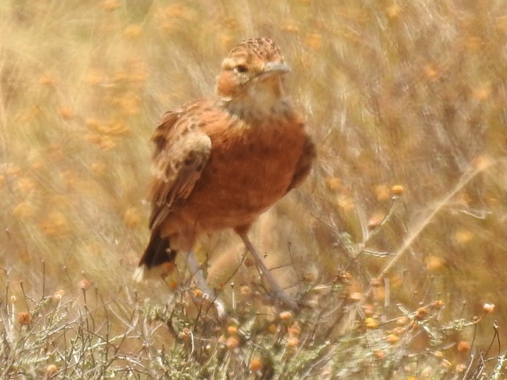 Spike-heeled Lark (Chersomanes albofasciata), photo 2