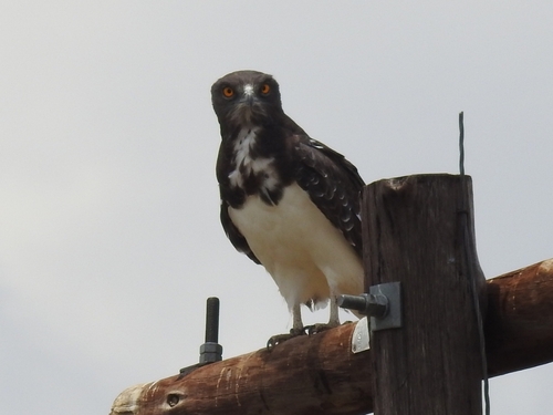 Black-chested Snake Eagle (Circaetus pectoralis)