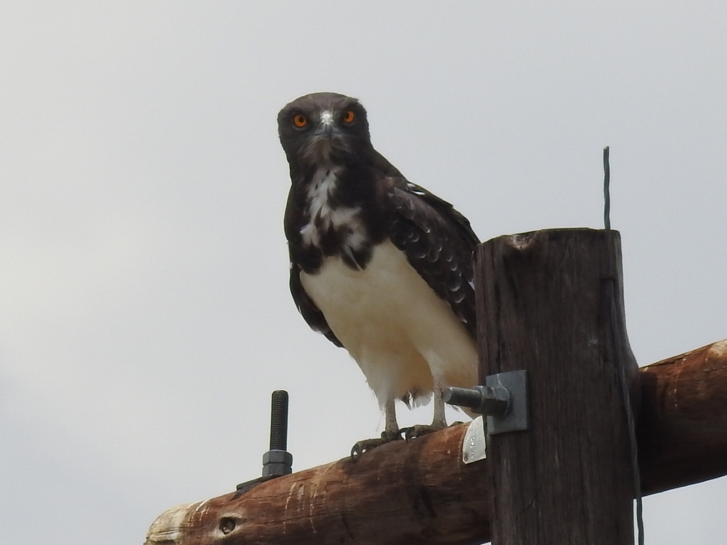 Black-chested Snake Eagle (Circaetus pectoralis), photo 1