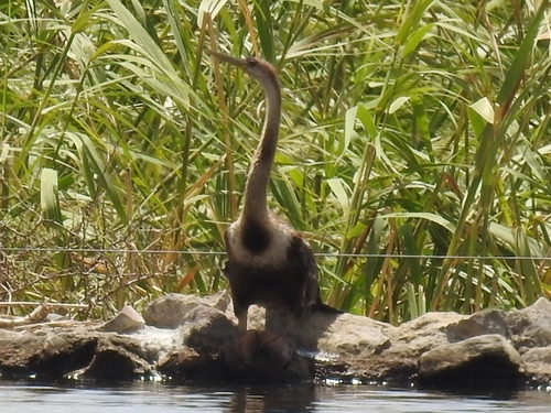 African Darter (Anhinga rufa), photo 2