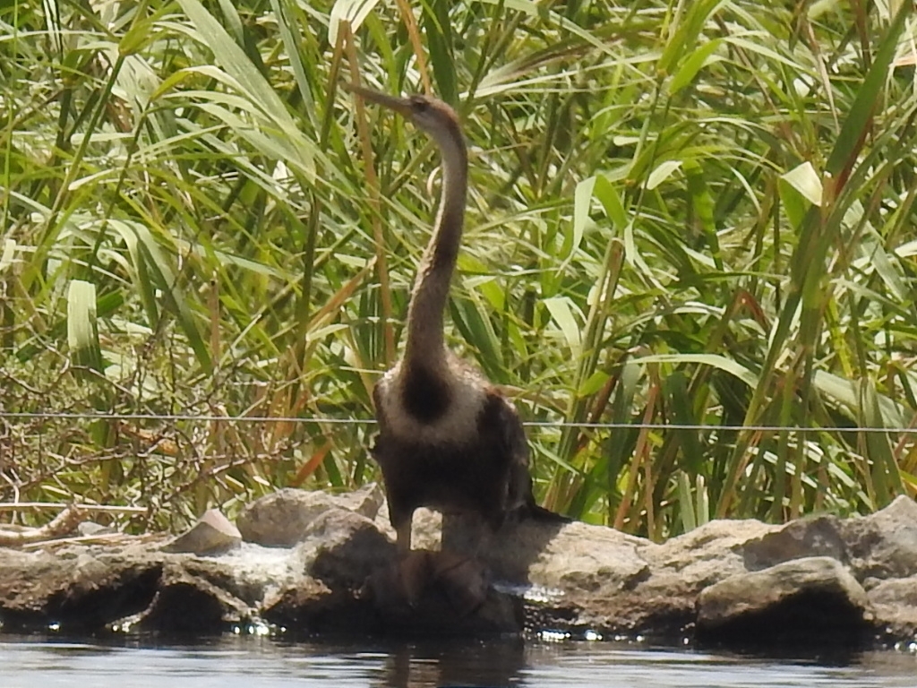 African Darter (Anhinga rufa), photo 2