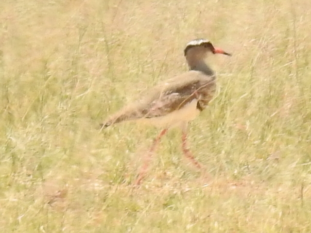 Crowned Lapwing (Vanellus coronatus), photo 3