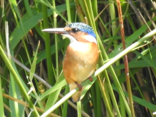 Malachite Kingfisher (Corythornis cristatus)