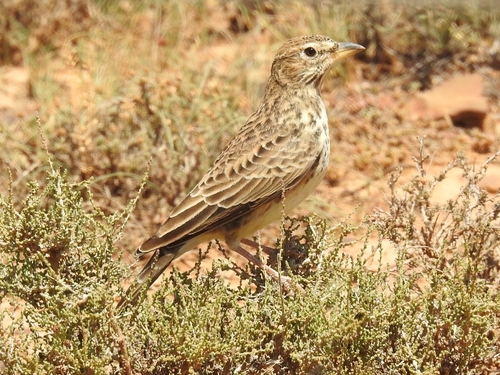 Large-billed Lark (Galerida magnirostris), photo 3
