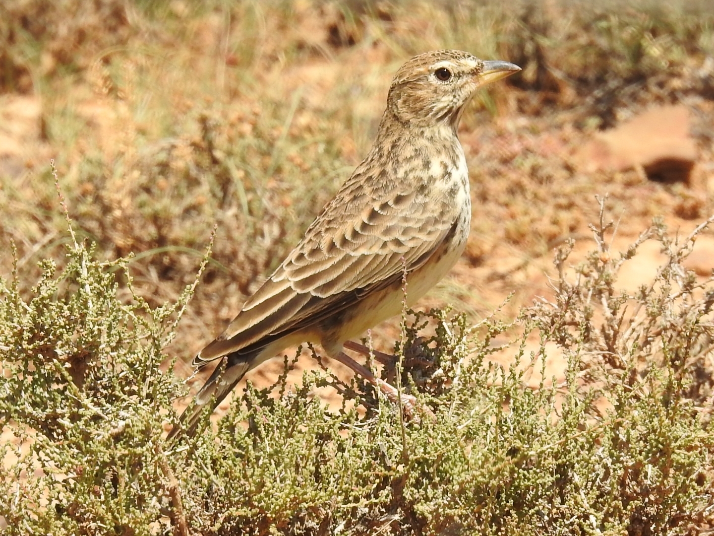 Large-billed Lark (Galerida magnirostris), photo 3