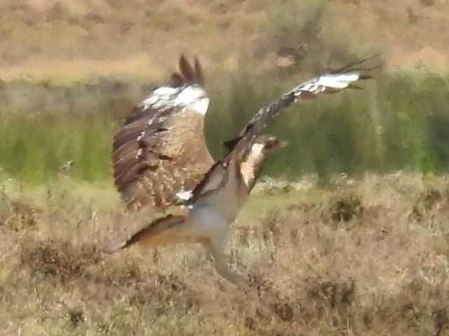 Ludwig's Bustard (Neotis ludwigii), photo 1