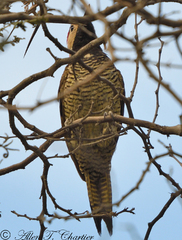 Colaptes atricollis