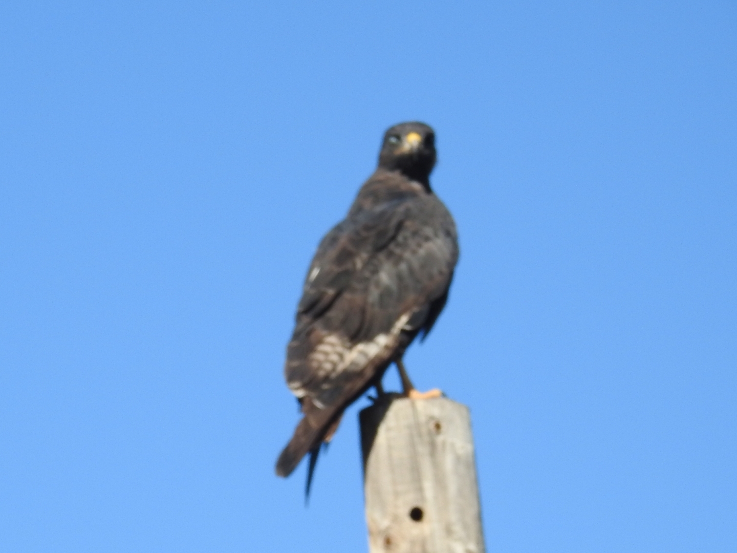 Jackal Buzzard (Buteo rufofuscus), photo 2