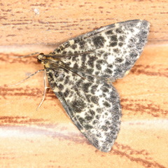 Arichanna melanaria