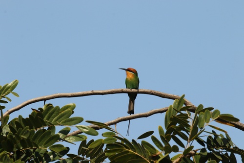 iNaturalist image