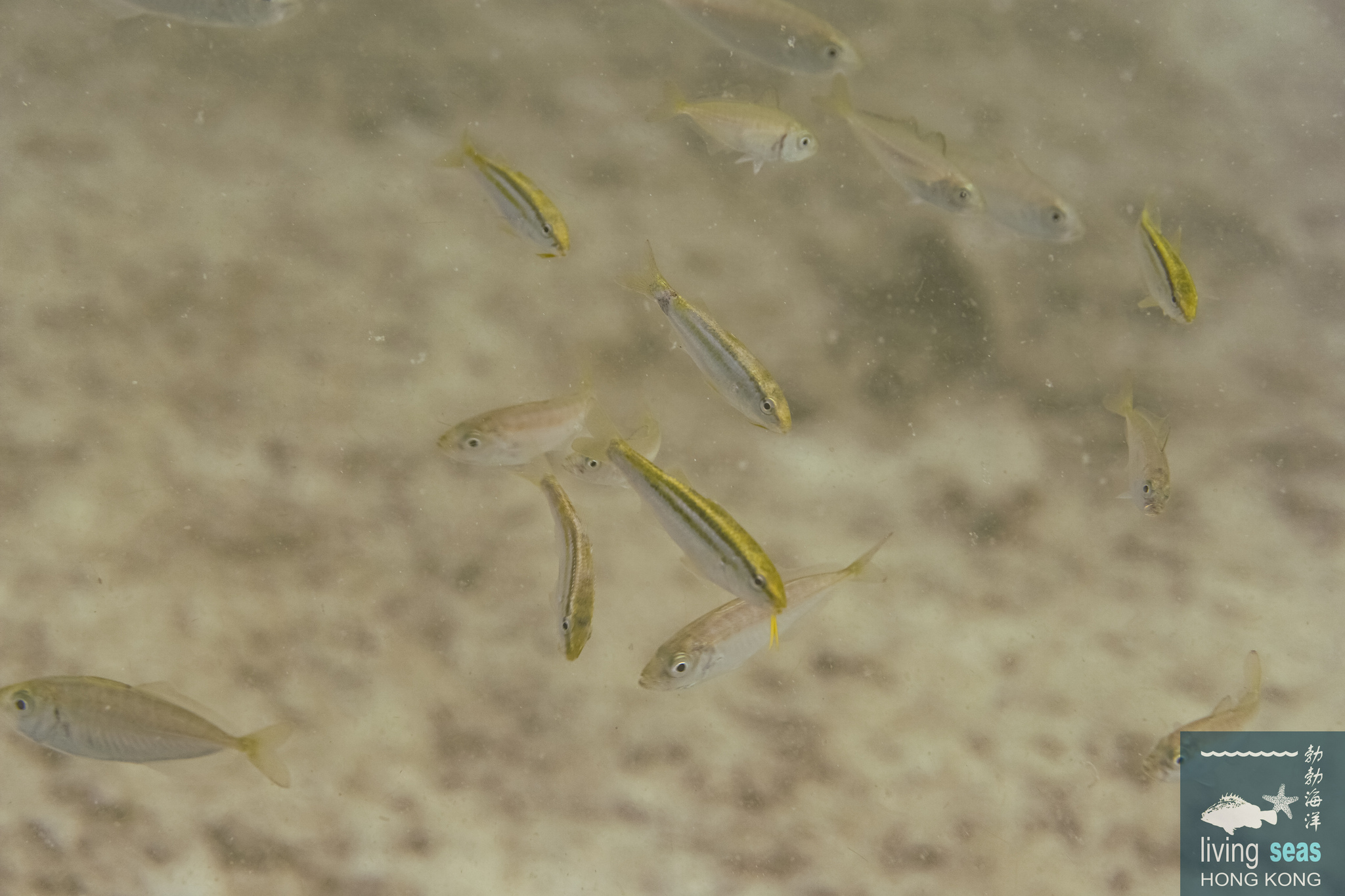Pointed Goatfish photo 2